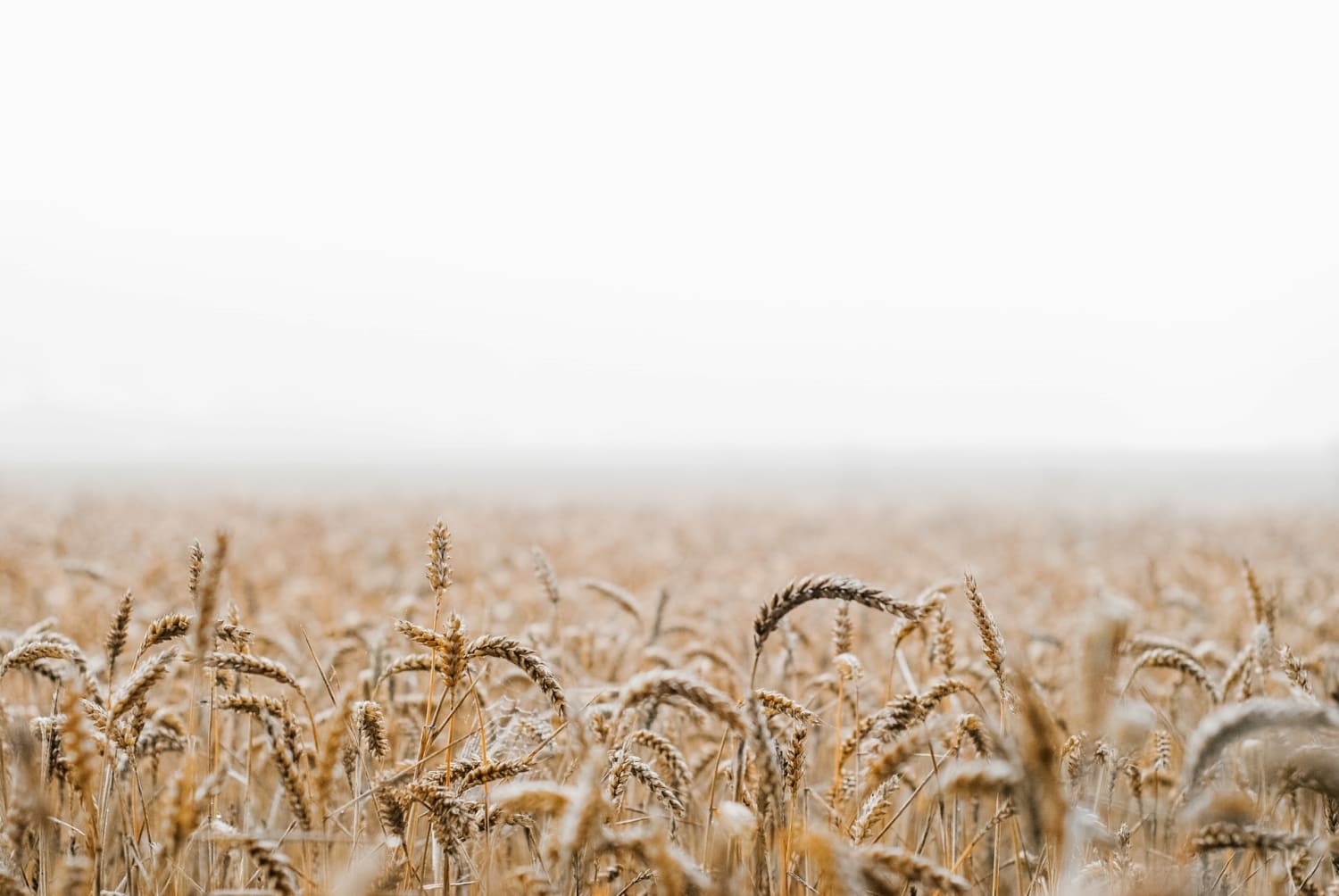 Вчені НААН вивели унікальний сорт пшениці